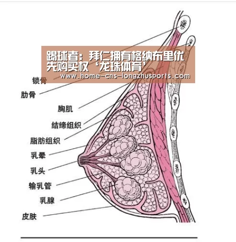 踢球者:拜仁拥有格纳布里优先购买权‘龙珠体育’(图3) 龙珠体育体育
